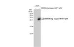 African Swine Fever Virus Structural Protein p54 Antibody in Western Blot (WB)
