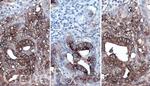 CA19-9 Antibody in Immunohistochemistry (Paraffin) (IHC (P))