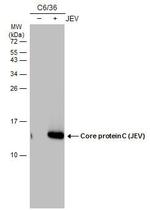 Japanese Encephalitis Virus Core Protein C Monoclonal Antibody (GT12112)