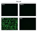 Japanese Encephalitis Virus NS1 Monoclonal Antibody (GT1448)