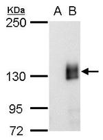 mCherry Monoclonal Antibody (GT857)