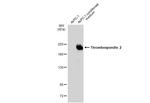 Thrombospondin 2 Monoclonal Antibody (GT7511)