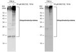 Ubiquitin Antibody in Western Blot (WB)
