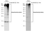 Ubiquitin Antibody in Western Blot (WB)