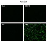 Zika Virus NS1 Monoclonal Antibody (GT5212)