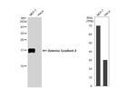 AGR2 Antibody in Western Blot (WB)