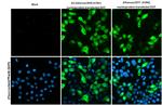 Influenza A NP Recombinant Rabbit Monoclonal Antibody (HL1089)