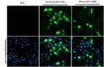 Influenza A NP Recombinant Rabbit Monoclonal Antibody (HL1103)
