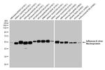 Influenza A NP Antibody in Western Blot (WB)