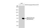 Influenza B NP Antibody in Western Blot (WB)