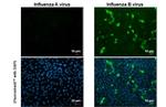 Influenza B NP Antibody in Immunocytochemistry (ICC/IF)