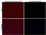 MBP Antibody in Immunohistochemistry (Paraffin) (IHC (P))