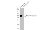 PEG (methoxy group) Recombinant Rabbit Monoclonal Antibody (HL1020)