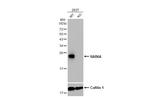 RAB6A Antibody in Western Blot (WB)