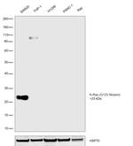 K-Ras (G12V Mutant) Antibody in Western Blot (WB)