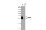 RBPMS Recombinant Rabbit Monoclonal Antibody (HL1105)