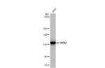 POLR2B Recombinant Rabbit Monoclonal Antibody (HL1042)