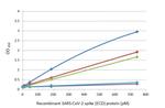 SARS-CoV-2 Spike Protein (RBD) Antibody in ELISA (ELISA)
