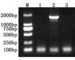 Taq DNA Polymerase Monoclonal Antibody (3C3)