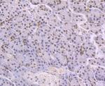NFIB Monoclonal Antibody (1H4)