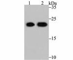 PRDX2 Monoclonal Antibody (7F5)