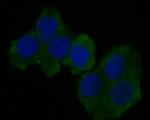 CEACAM6 Monoclonal Antibody (A1E3)