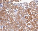 CNTNAP1 Antibody in Immunohistochemistry (Paraffin) (IHC (P))
