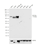 CD172a (SIRP alpha) Antibody