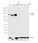 CD172a (SIRP alpha) Antibody in Western Blot (WB)