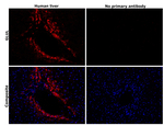 Glutamine Synthetase Antibody in Immunohistochemistry (Paraffin) (IHC (P))