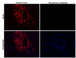 Glutamine Synthetase Monoclonal Antibody (A3G2)