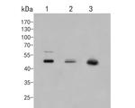 CUG-BP2 Antibody in Western Blot (WB)