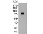 CD55 Monoclonal Antibody (12F1)