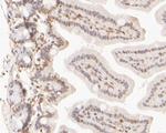 CUG-BP2 Antibody in Immunohistochemistry (Paraffin) (IHC (P))