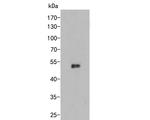 CUG-BP2 Antibody in Western Blot (WB)