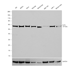 ALPL Antibody in Western Blot (WB)