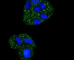 IkB alpha Antibody in Immunocytochemistry (ICC/IF)
