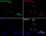 CD3e Antibody in Immunocytochemistry (ICC/IF)