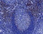 CD3e Antibody in Immunohistochemistry (Paraffin) (IHC (P))