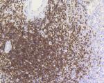 CD3e Antibody in Immunohistochemistry (Paraffin) (IHC (P))