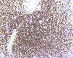 CD3e Antibody in Immunohistochemistry (Paraffin) (IHC (P))