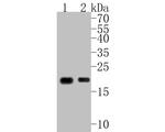 CD3e Antibody in Western Blot (WB)