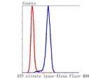 ATP Citrate Lyase Antibody in Flow Cytometry (Flow)