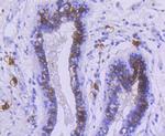 CD117 (c-Kit) Antibody in Immunohistochemistry (Paraffin) (IHC (P))