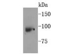 NBS1 Antibody in Western Blot (WB)
