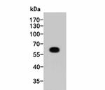 HA Tag Antibody in Western Blot (WB)