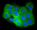Phospho-EGFR (Ser695) Antibody in Immunocytochemistry (ICC/IF)