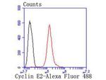 Cyclin E2 Antibody in Flow Cytometry (Flow)