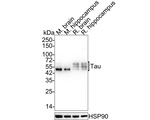 Tau Antibody in Western Blot (WB)