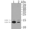 LC3B Recombinant Rabbit Monoclonal Antibody (JJ090-6)